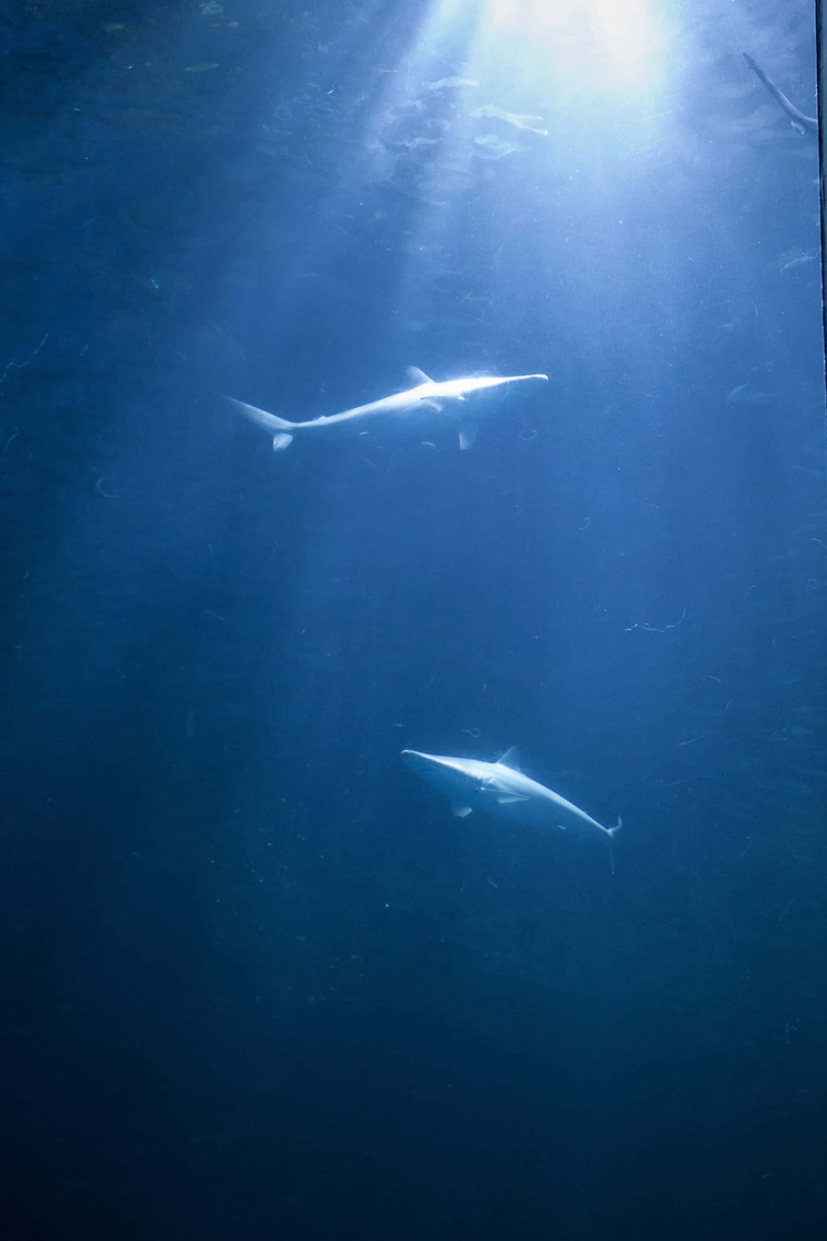 20220326-img_9126_sqsh60_sqsh60